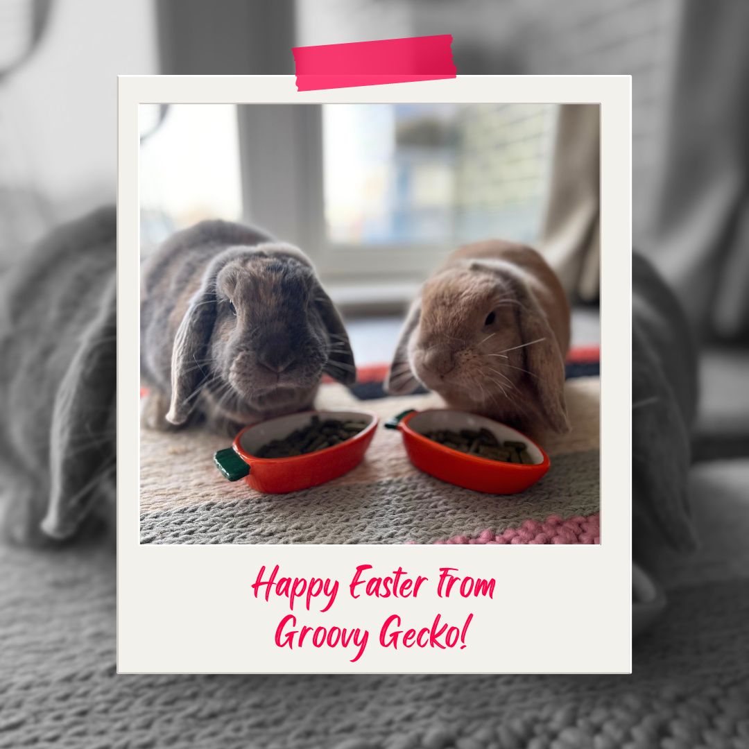 🐰 Meet Alfie and Cedar, hopping in to wish you a joyful Easter! They're also kick-starting our adorable 'Pet of the Month' series. Get ready for a monthly dose of cuteness! 🌷 #HappyEaster #PetOfTheMonth #BunnyLove