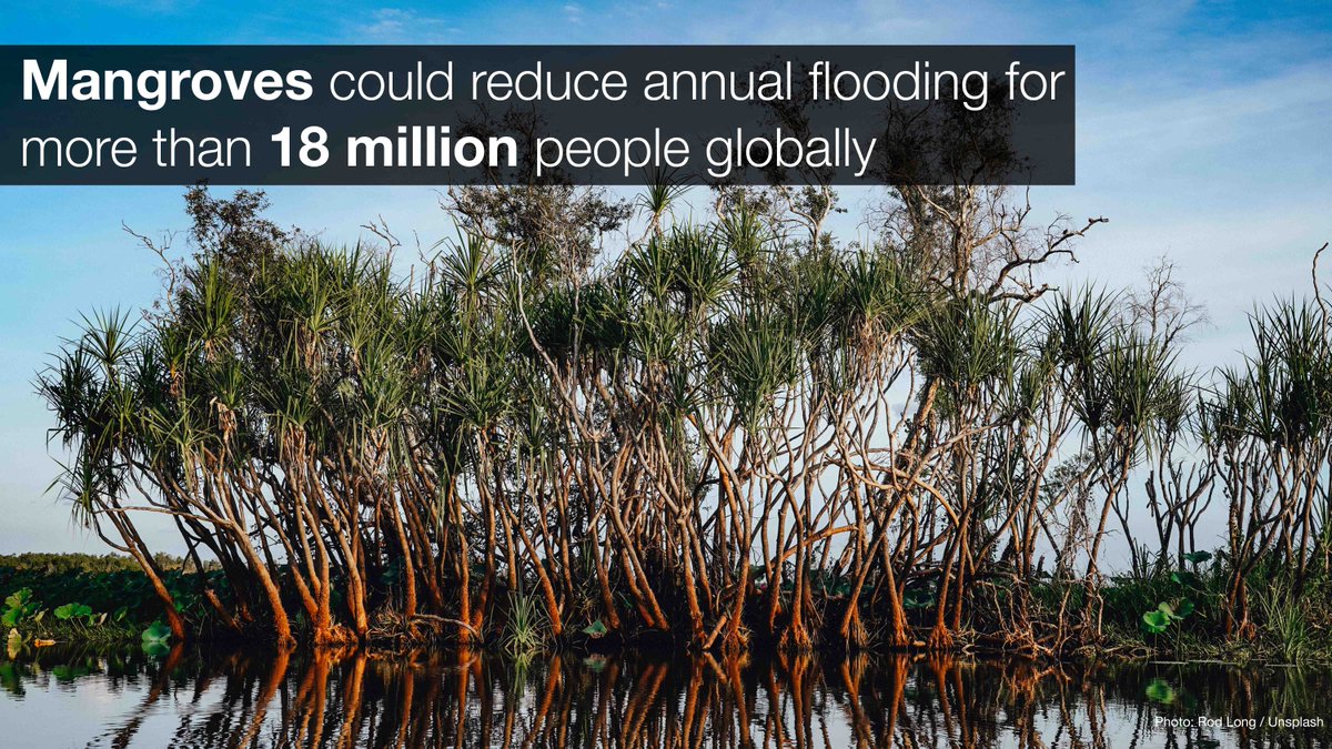 #NaturebasedSolutions can reduce the negative effects of the #ClimateCrisis on people and nature by decreasing the impact of disasters and providing resilience to communities. Discover more in our Issues Brief ➡️ shorturl.at/uITVW