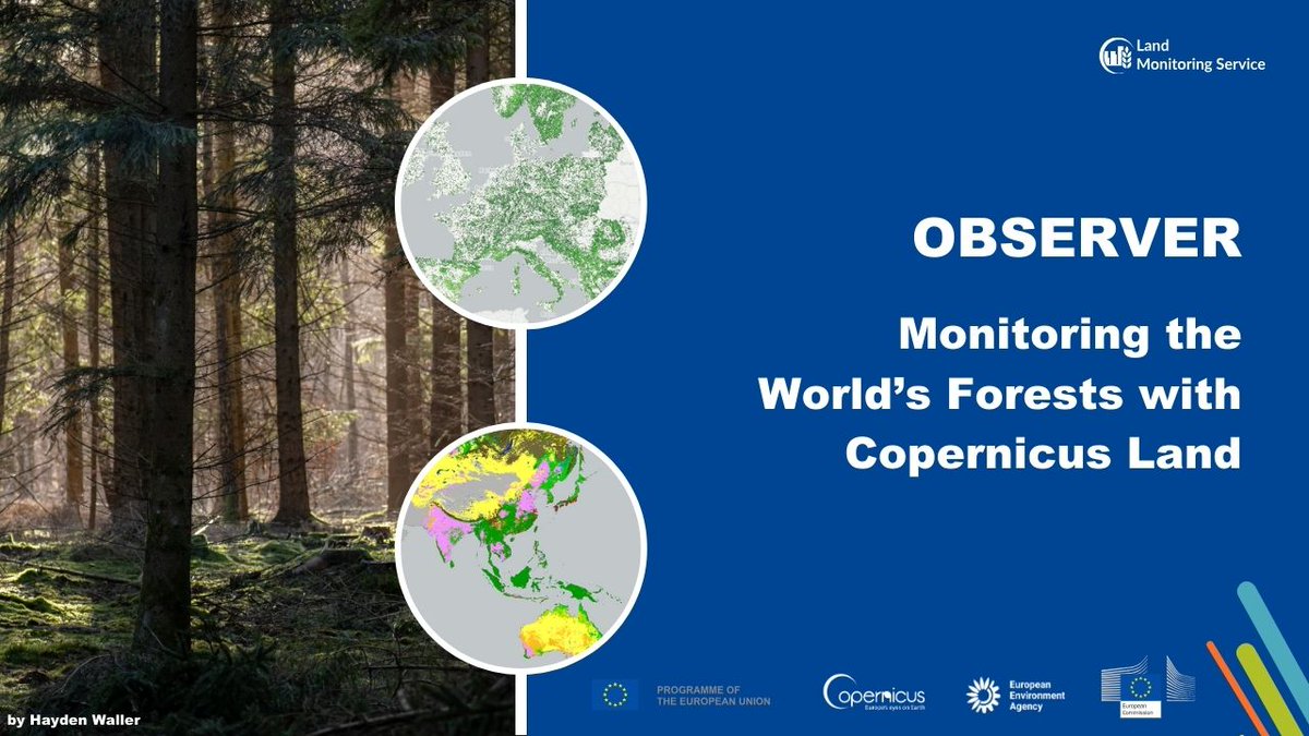 New #CopernicusObserver highlights how #CLMS can be used in the context of #forest monitoring, aiding #policies designed to protect our global forests. 🌲 For more info on forest-related CLMS products: copernicus.eu/en/news/news/o…