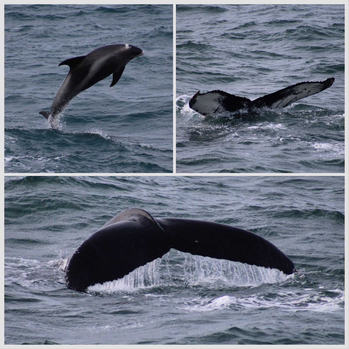 RSWHouseTeams's tweet photo. Sunday afternoon was spent whale watching. We saw porpoise, white beaked dolphin, minke whale and a humpback whale! How lucky. We then hung out in Reykjavík for a while before seeing the aurora AGAIN at the hotel! @TheRoyalSchool @BoardingLarge https://t.co/BnKkpLY3sc