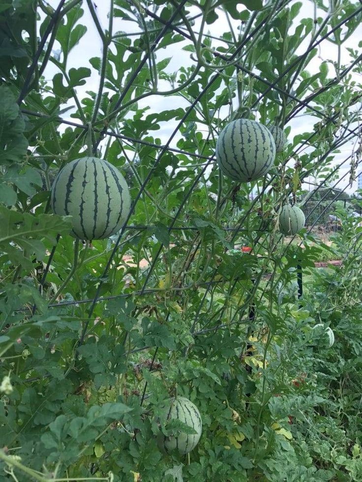 Agronomme_'s tweet photo. #Thread:  WATERMELON 🍉

1/6
ORIGINS:

Watermelon's journey spans millennia, originating in Africa and spreading worldwide.

With varieties like Crimson Sweet, Sugar Baby, and Yellow Doll, each boasting its unique flavor and texture, watermelon's legacy continues to evolve... 👇 https://t.co/0jtQjHopwK