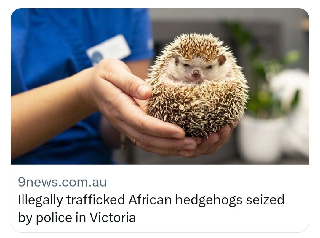 In 2020 @AdamToomes @environmentinst found that hedgehogs were the most highly desired taxa for exotic pets in Australia @ISCAustralia @CentreInvasives @DAFFgov @DCCEEW @CrimeStopperVic @DEECA_Vic #BiosecurityMatters neobiota.pensoft.net/article/51431/