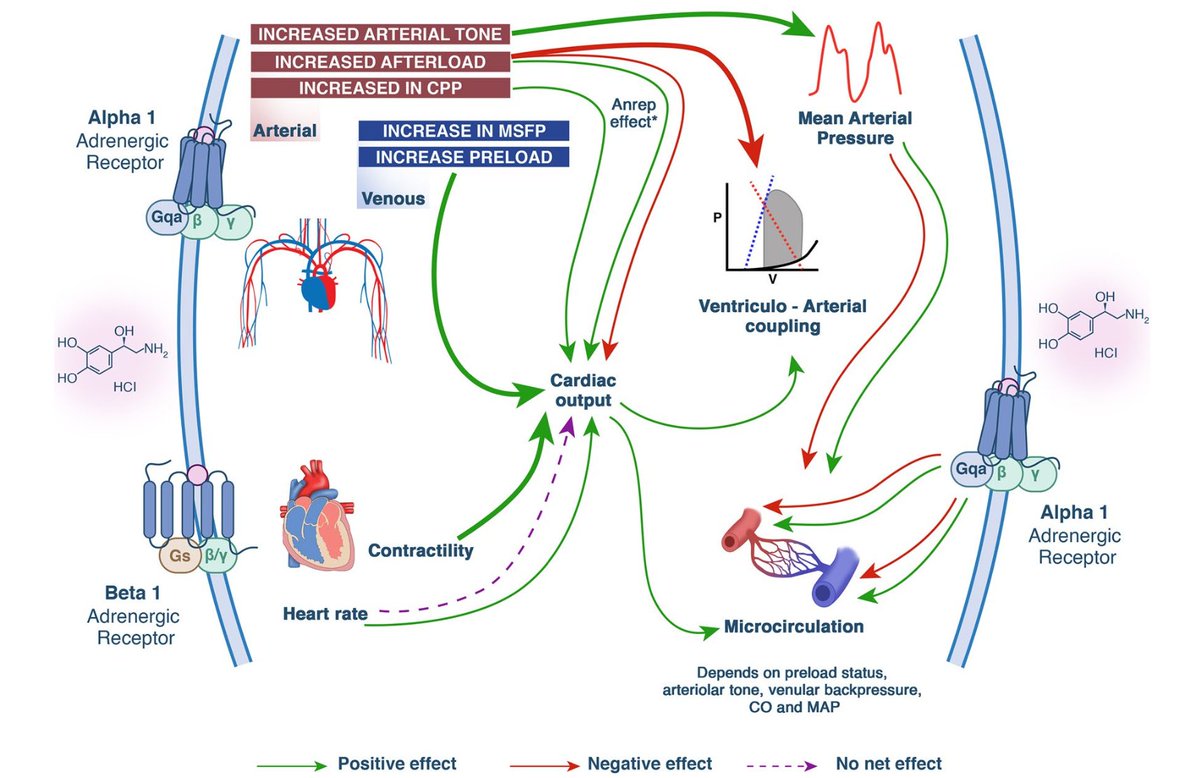 ICU Hemodynamics: Nice graphs from two excellent and recently published editorials 1. Cardiovascular effects of norepinephrine: