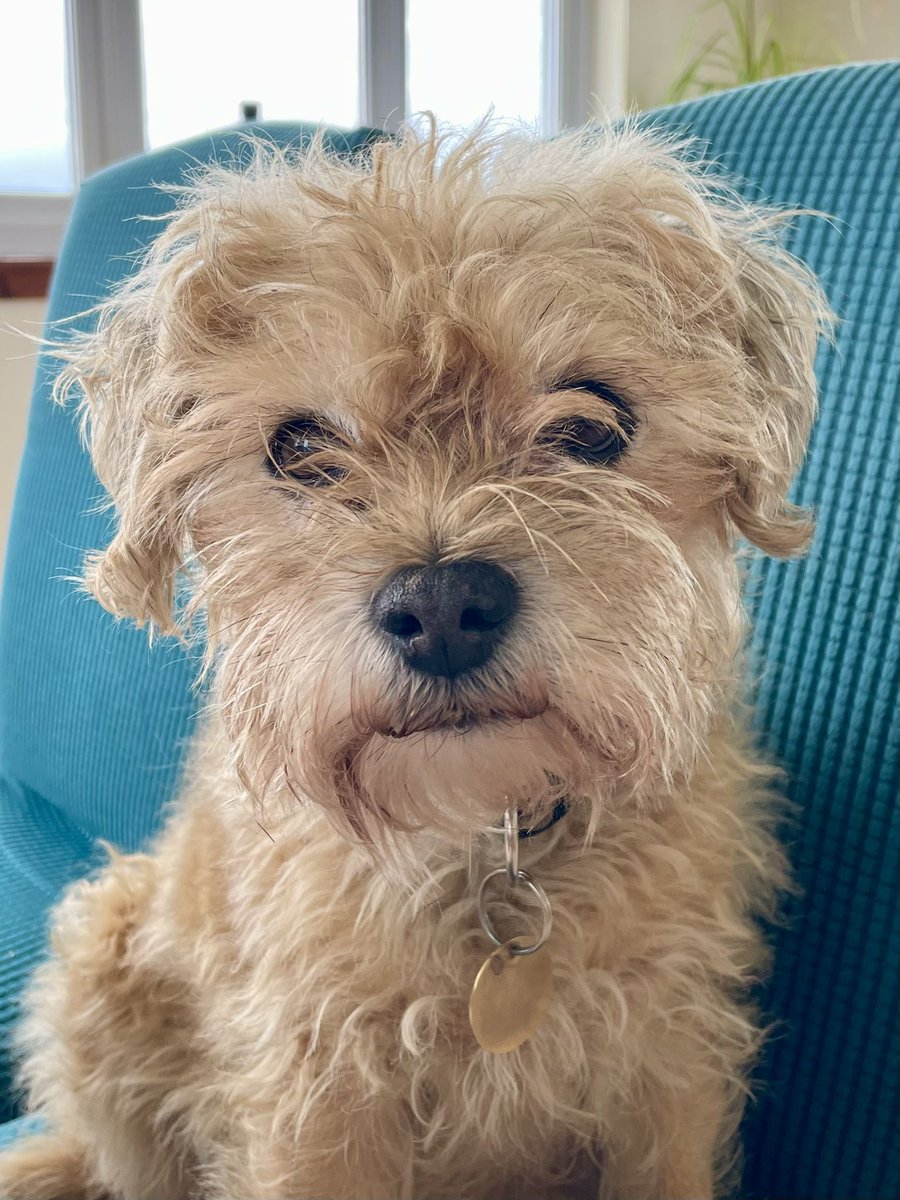 Adele and Rex (former staff to Monty🌈& Jilly🌈) tweet media