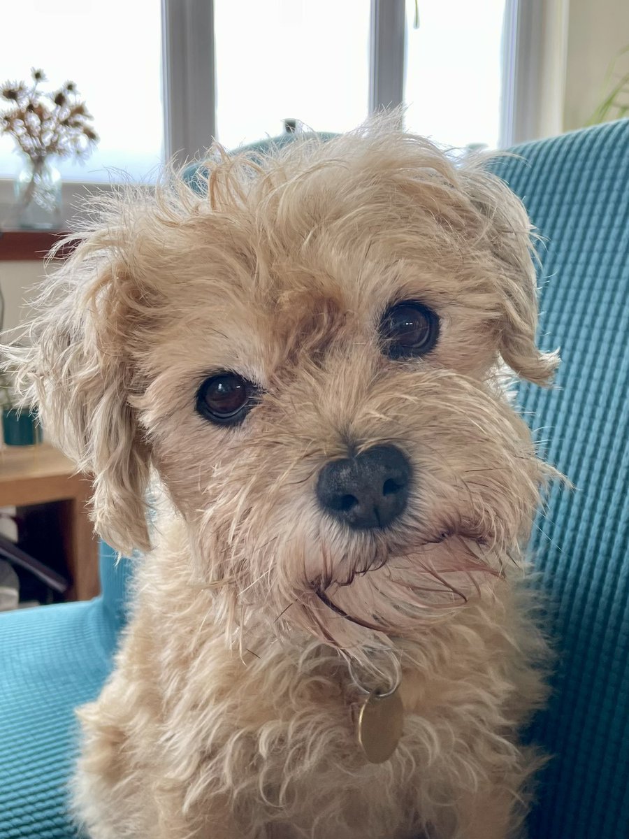 Adele and Rex (former staff to Monty🌈& Jilly🌈) tweet media