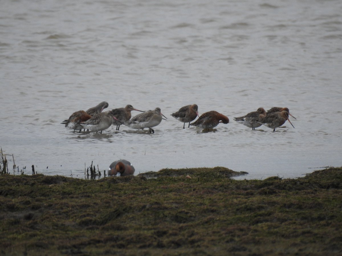 It's officially Spring. Today was the day that Wheatears arrived on the Northumberland coast. 2 on the Warkworth saltmarsh and several reported along the coast. Good selection of waders too - 10 Avocet, 12 Black tailed Godwit, 17 Bar tailed Godwit, 100 knot.