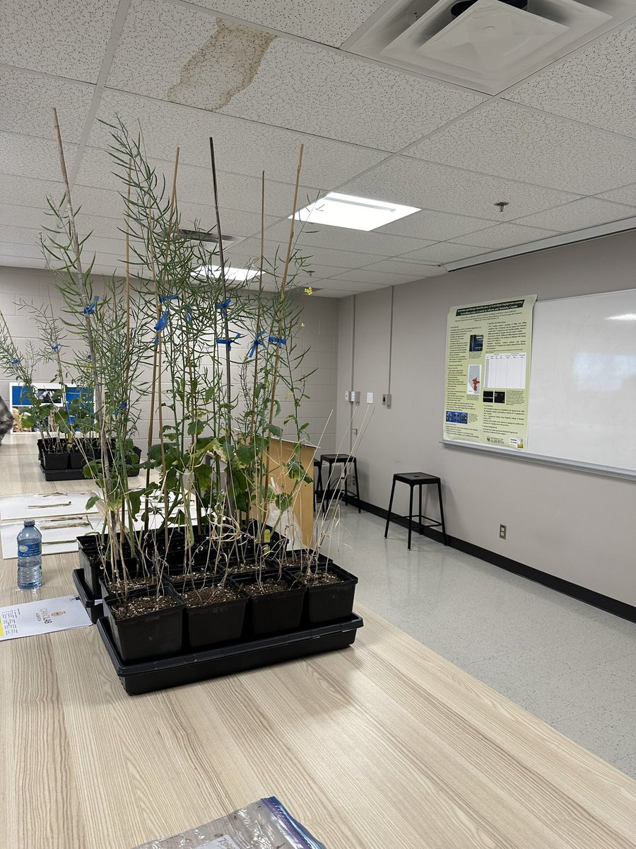 Ready for a day of canola diseases! Great learning opportunity at #CanoLab <a href="/canolacouncil/">Canola Council of Canada</a> <a href="/BASFAgSolutions/">BASF Agricultural Solutions Canada</a> <a href="/UofAALES/">UAlberta Faculty of ALES</a>