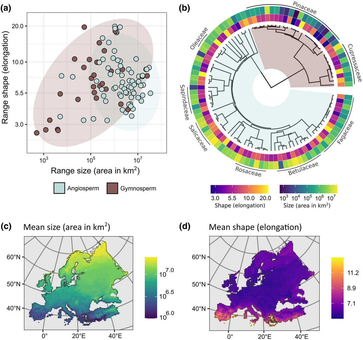 I used multi-response phylogenetic mixed models to quantify the link between plant functional traits and range size/shape in European trees. The OA article is available here: doi.org/10.1111/geb.13… Thanks to @GEB_macro editors & reviewers!