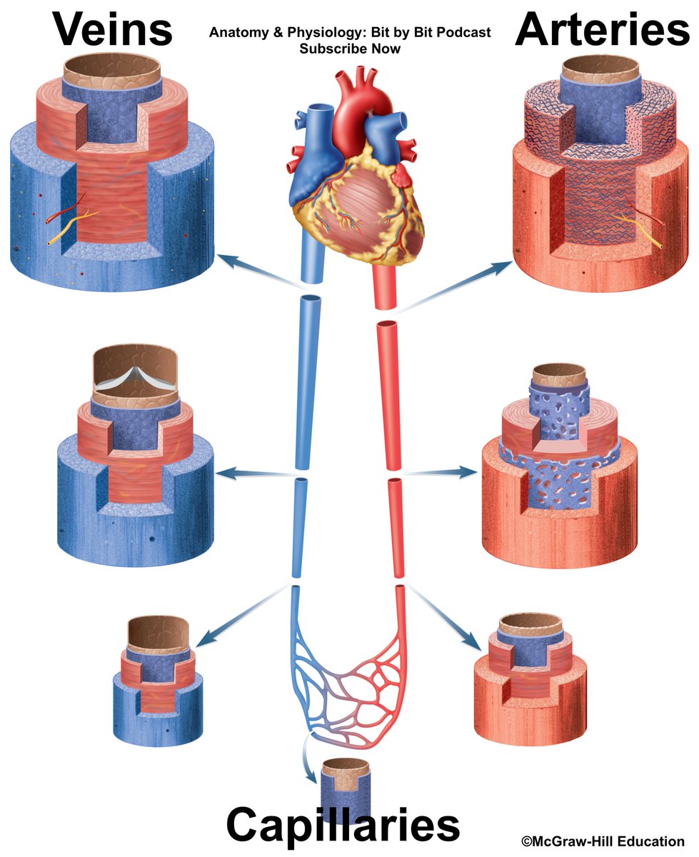 StudentHelp4AP's tweet image. Episode 42 of my podcast covers the #Anatomy of Blood Vessels! #Arteries, #veins, and #capillaries, oh my! Check it out. Anatomy & Physiology: Bit by Bit. #nursing #Science
Google: bit.ly/3eaXLps
Apple Podcasts: apple.co/3jDPMlU
Spotify: spoti.fi/2TxhS7J