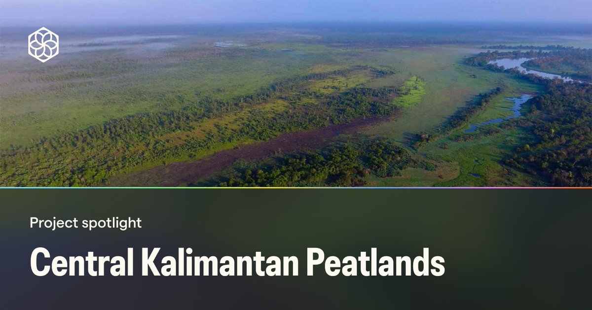 Initially targeted for palm oil cultivation, the Central Kalimantan Peatlands now hosts an ambitious project aimed at preserving its remarkable carbon sinks and wildlife, including the Bornean orangutan. Learn more: app.pachama.com/projects/centr… #Pachama #Biodiversity