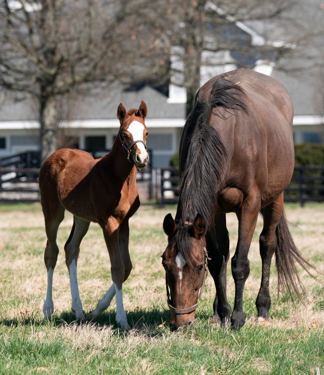 StonestreetFarm tweet picture