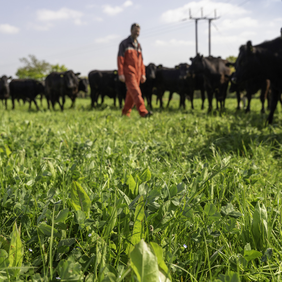 We are supporting innovative grassland management & sustainable livestock production in 2024 by proudly sponsoring three major UK awards. If you are managing more from grassland & balancing economic & environmental sustainability, please consider entering: germinal.com/germinal-spons…