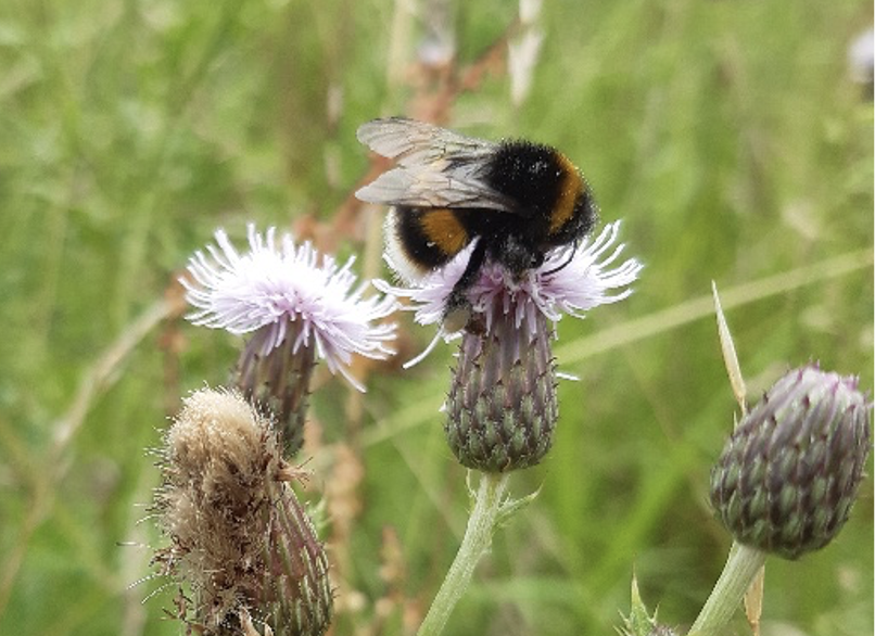 South Lanarkshire Council are committed to reducing intensively managed grassland, they have improved 155 areas throughout the region for pollinators = 62ha. Their 'Making Space for Pollinator Report' & plans for nature networks are also welcome developments. #pollinators