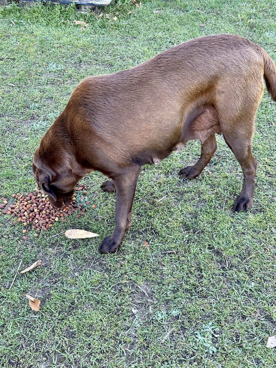 Sweet chocolate mama dog showed up this morning when we were feeding the shelter dogs this morning. She’s in good shape but we don’t know if she was dumped. So tired of people who don’t take care of their animals #spayneuter please #Arkansas