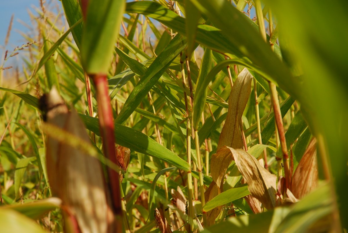#ENVIRONNEMENT. Pour rappel, le délai de dépôt des candidatures pour le prix de l’agriculture en transition écologique du #GrandGenève est fixé au 1er avril. 
Infos sur: regiondenyon.ch/prix-agricultu…
#Ecologie #Agriculture #Transitionécologique #Prixdelagriculture #RégiondeNyon #Vaud