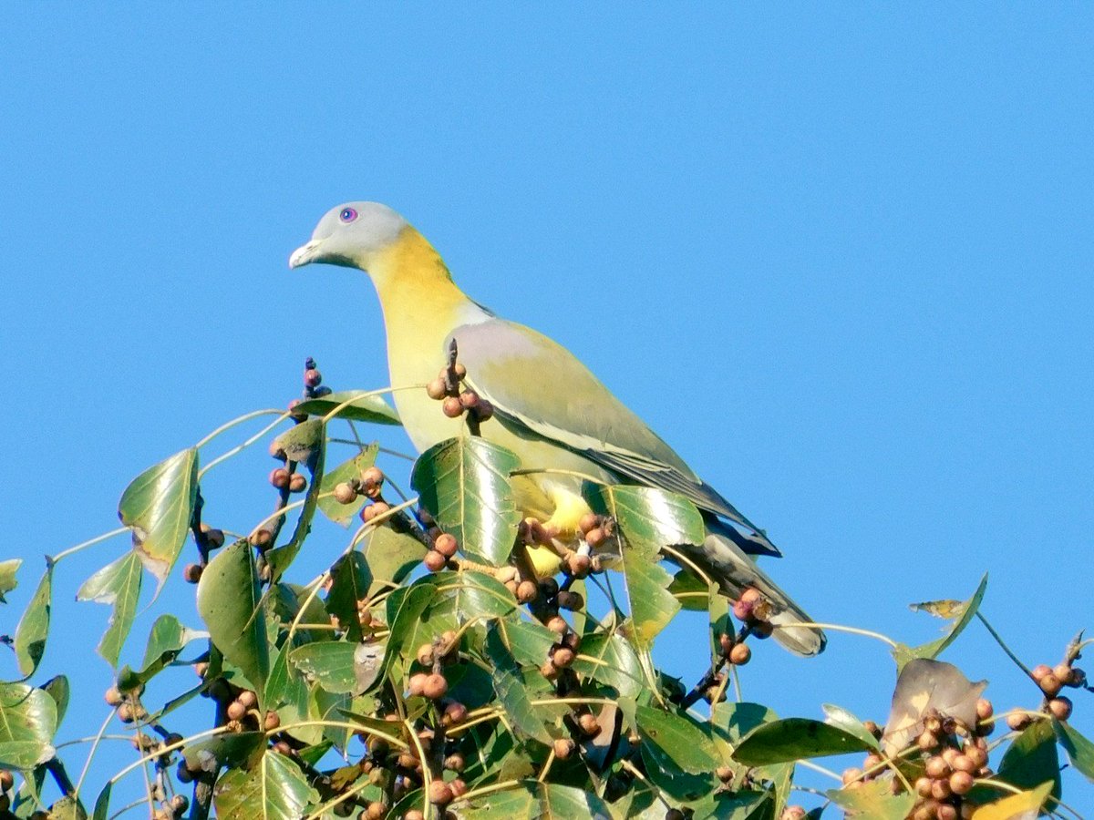 Yellow footed green pigeon