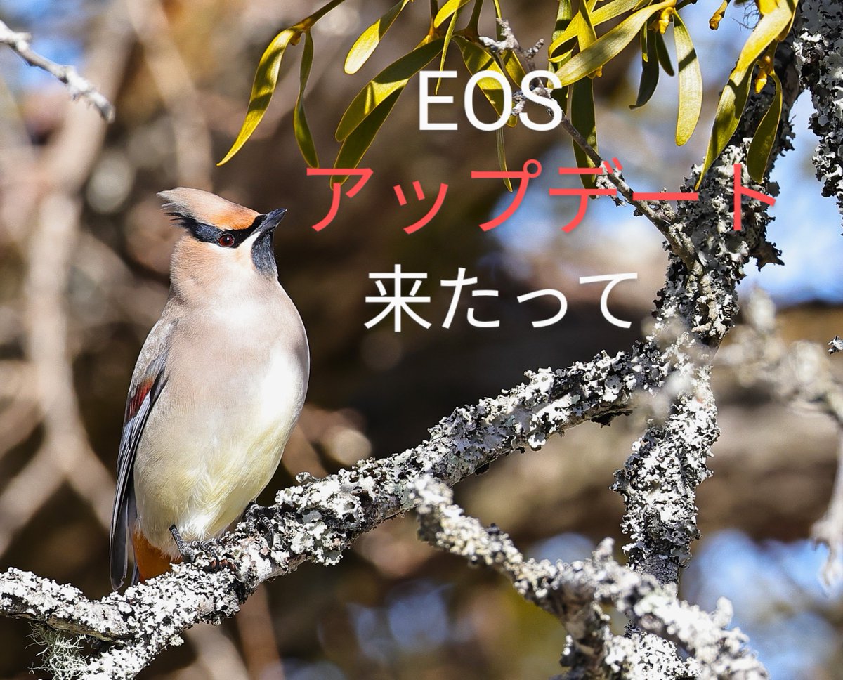 585Sworks's tweet photo. #EOSR5
#RF200800 https://t.co/XCXT93hn2i