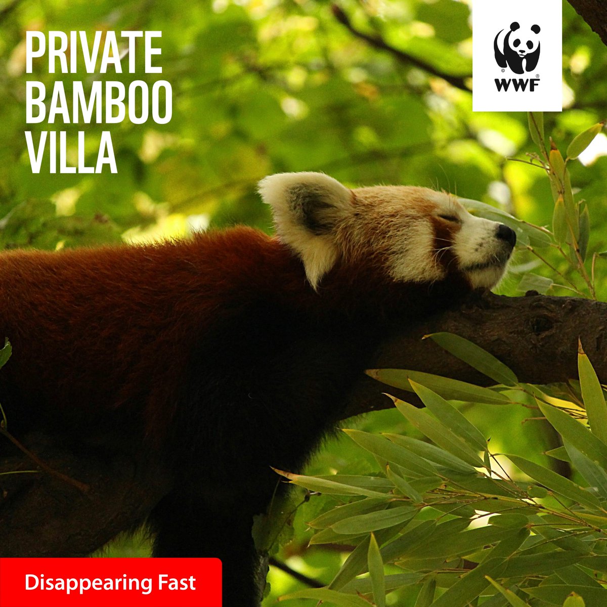 WWFSouthAfrica's tweet photo. Home is where the heart is & for pandas, their home is under threat. Donate today & have a lasting impact. Every gift gets a limited-edition certificate recognising your commitment to conservation. πΌπ πhttps://t.co/wmtKCvgzAr #SaveTheirHome #HabitatHeroes https://t.co/wPS3lC6tJa