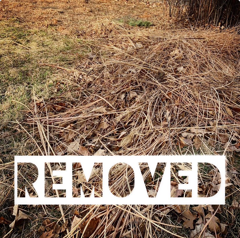 The #lentphotoaday word today is “removed”. Old plant material needs to be removed in order for the new growth to grow. What have you removed this lent season? #rethinkchurch @umrethinkchurch