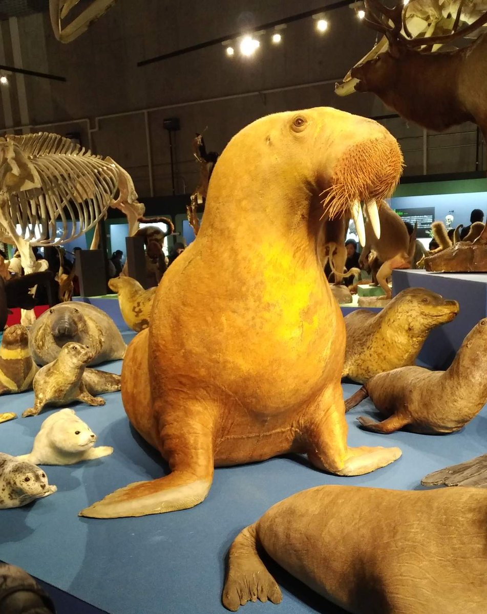 国立科学博物館 #大哺乳類展3 科博特別展ではしょっちゅう出てくる超
