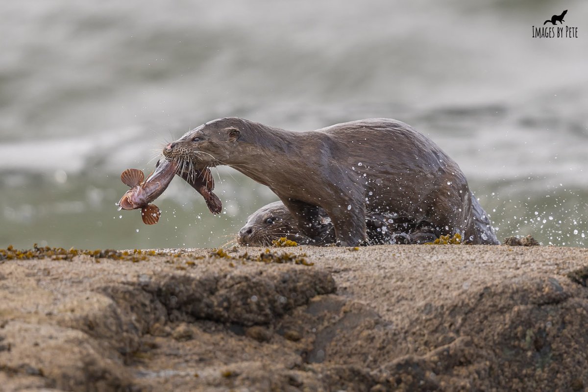 Fish for lunch #Otters