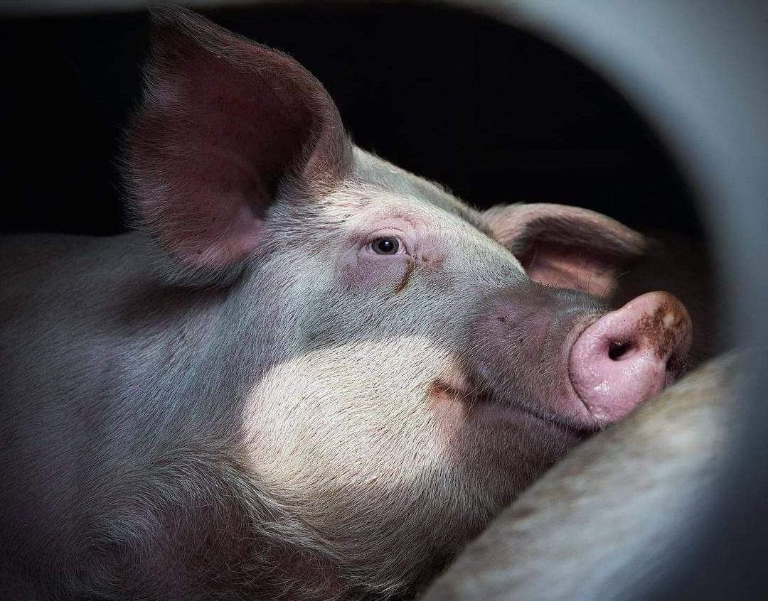 A young pig sees the sky for the first time as she is led into a slaughterhouse...