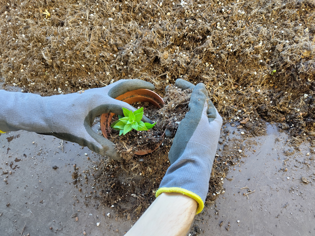 Insel Mainau tweet media
