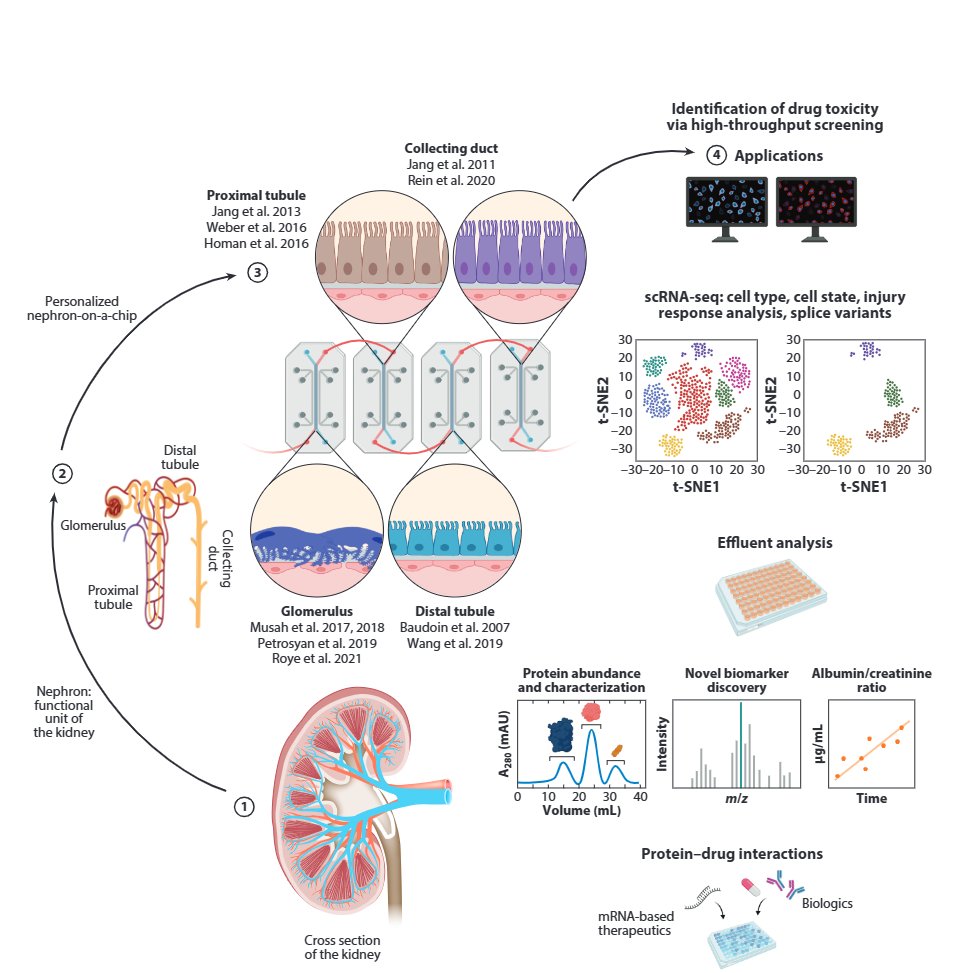 Our new review paper on #organoids & #organsonchips for #Kidney #DiseaseModeling is published! Awesome collaboration btw our lab & @XPOTASN. Thanks to former #MusahLab PhD student @rohanbme for his contributions! #StemCells #nephrology @AnnualReviews tinyurl.com/556drfm9