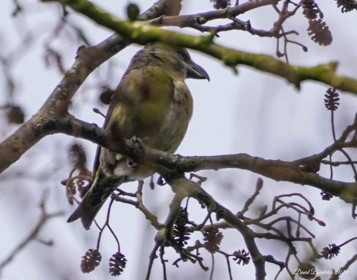 Record shots of the unexpected flock of 12 Crossbill between the Rhododendron Tunnel and Island Mere at RSPB Minsmere this morning @RSPBMinsmere @RSPBEngland @Natures_Voice @SuffolkBirdGrp @BINsBirder