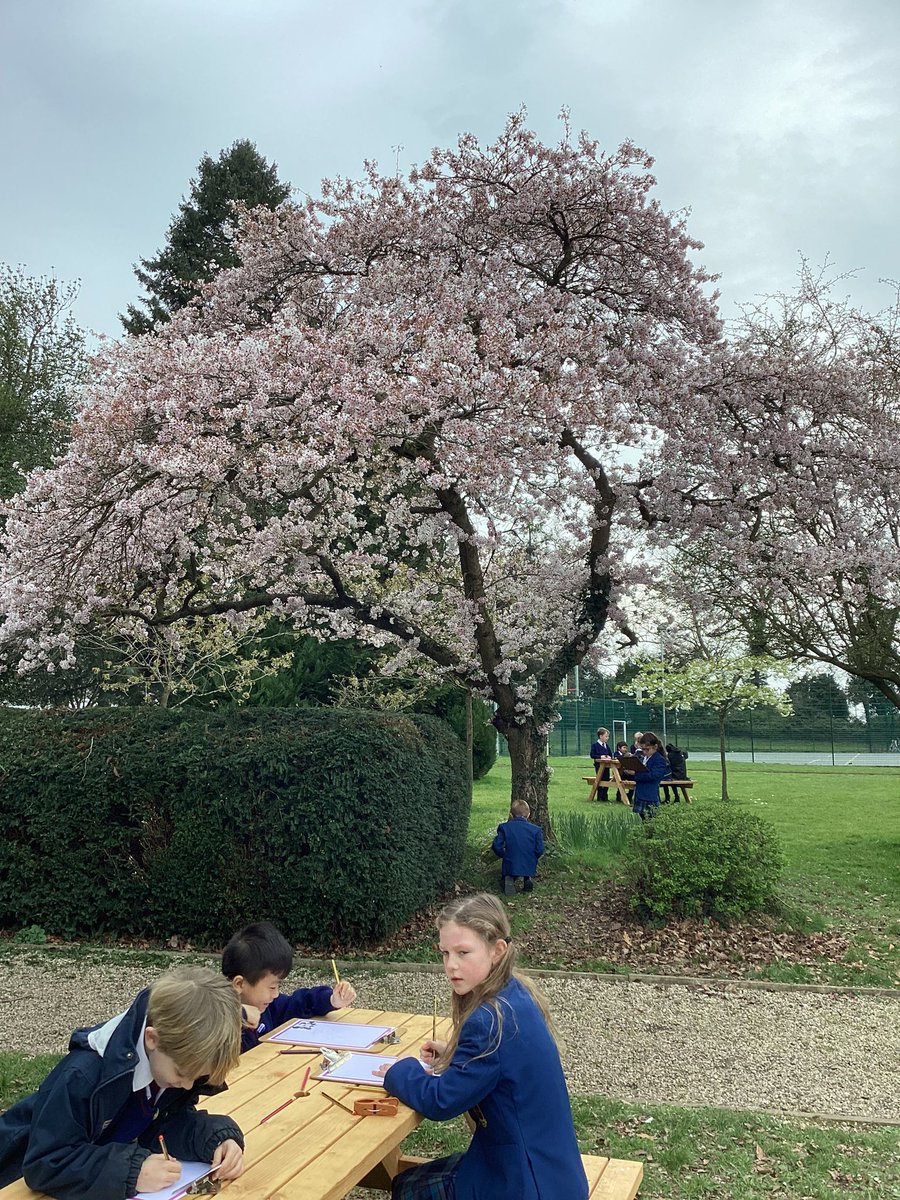 What a wonderful way to finish Spring term in KS1 art club. The children took advantage of the school grounds to create sketches of the beautiful blossom trees. 
#StNicksArt
#StNicksCreativity 
#StNicksDiscovery