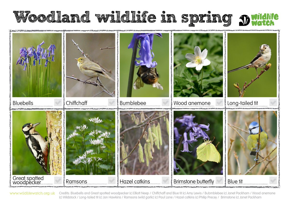 Here's a half term wildlife activity! See what you can spot this spring.