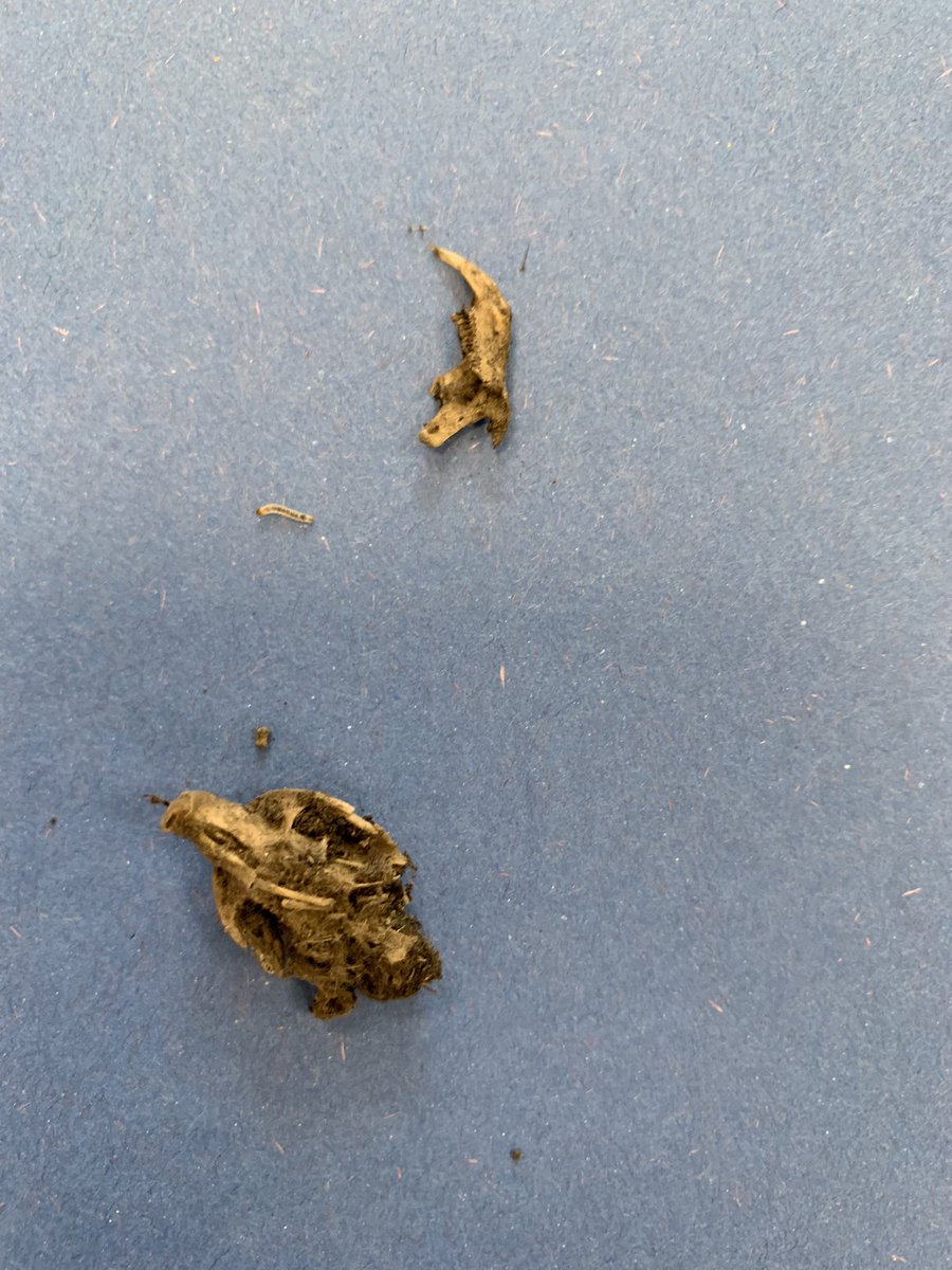 Year 5 had the amazing opportunity this morning to learn from a park ranger who works for the South Downs National Park. They got to find out about the work needed to keep this space protected and also got to look at skulls and dissect owl poo!