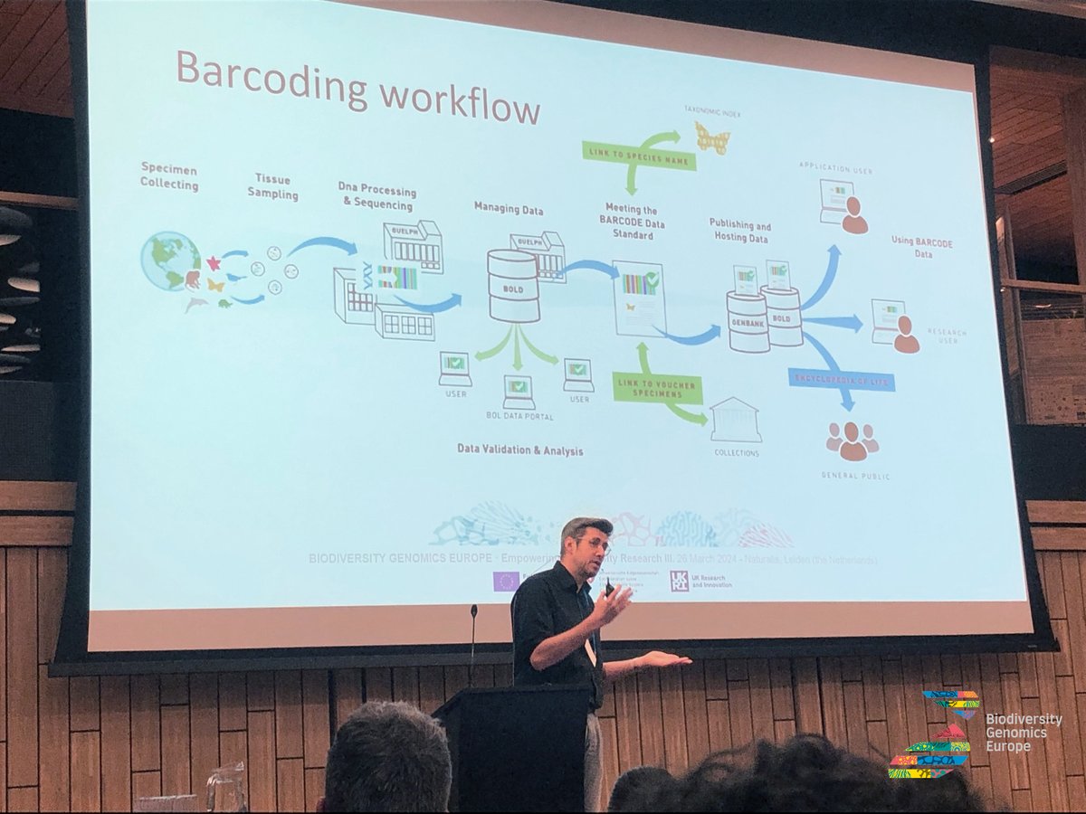 We got a full session during @EmpBioResearch 2024 at @Naturalis_Sci. @mazzonijc and @rvosa gave presentations about BGE with a special focus on the workflows for both #referencegenomes and #DNA barcoding delivery. @iBOLEurope @iBOLConsortium @erga_biodiv @EBPgenome @REA_research