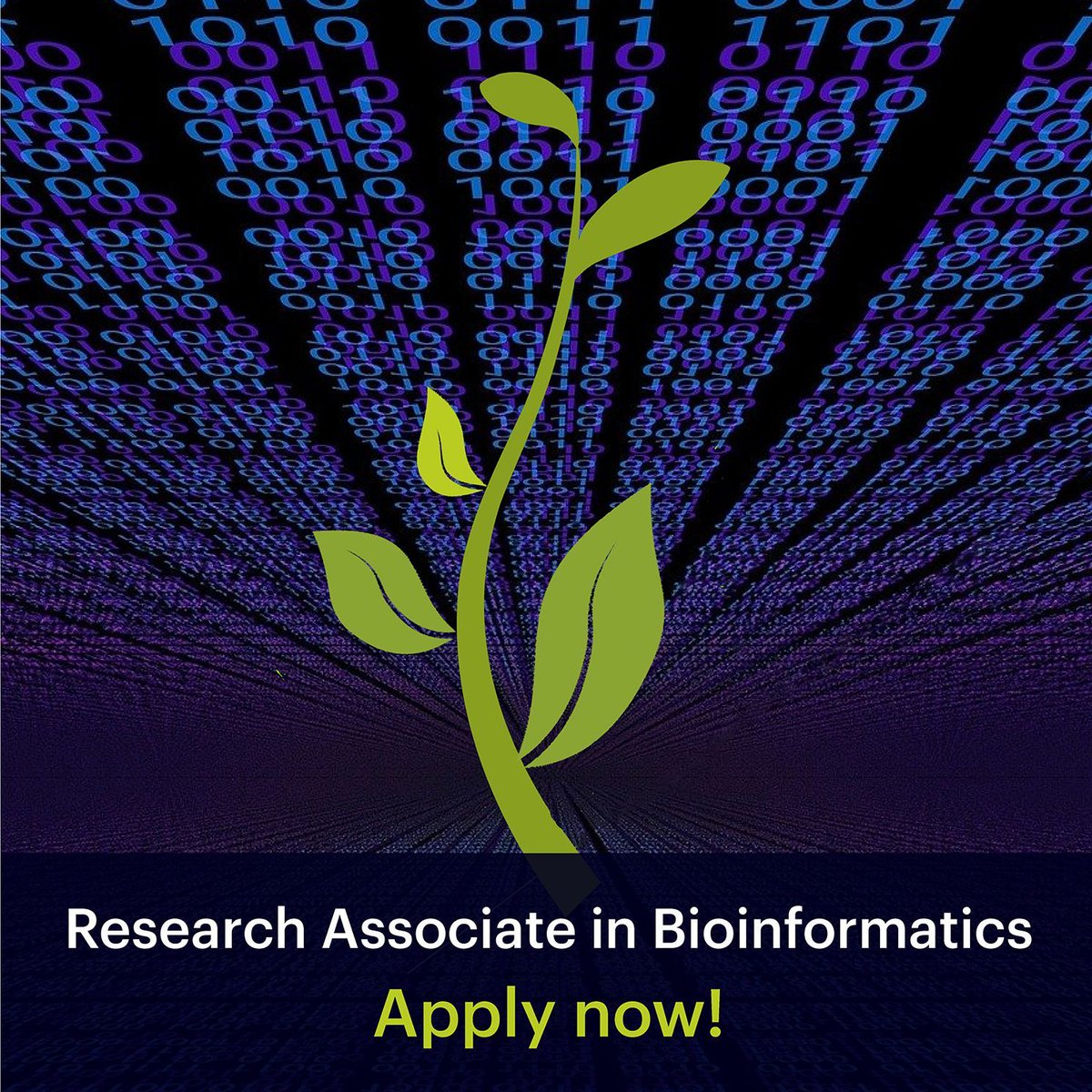 We are looking for a research associate in the field of bioinformatics/metabolomics. You will help us to develop methods for processing and interpreting mass spectrometry data in the context of plant biochemistry. More info: 👀 buff.ly/4auqL7c @sneumannoffice