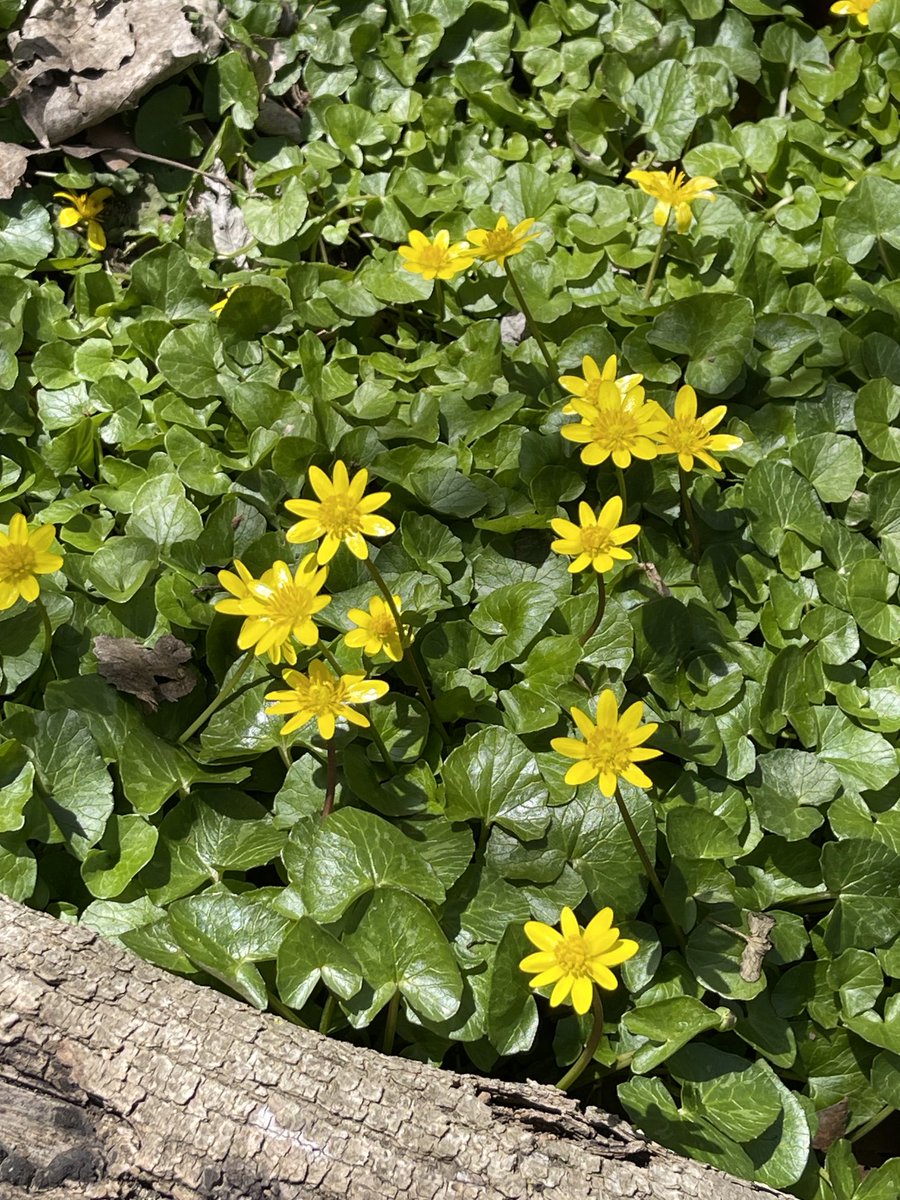 Forest floor along the Olentangy Trail covered with Lesser Celandine, an invasive that’s poisonous for critters to eat and crowds out springtime natives like mayapple, trillium, and bloodroot. Also known as pilewort.