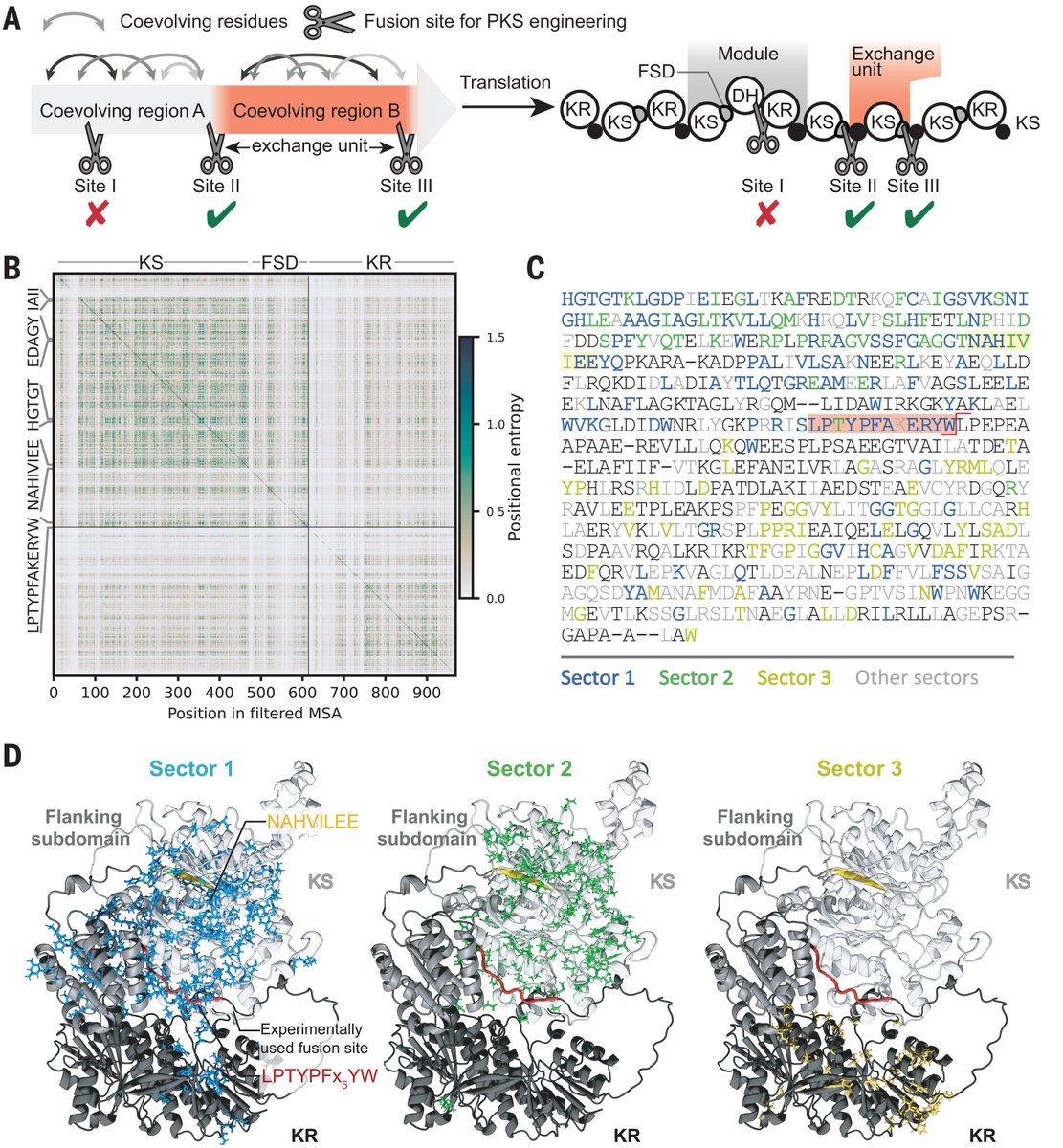 #Evolution-guided engineering of trans-acyltransferase polyketide synthases.

This study shows #engineering enzymes can diversify natural products, creating 22 new functional polyketide synthases. This method opens avenues for producing complex #therapeutic compounds.