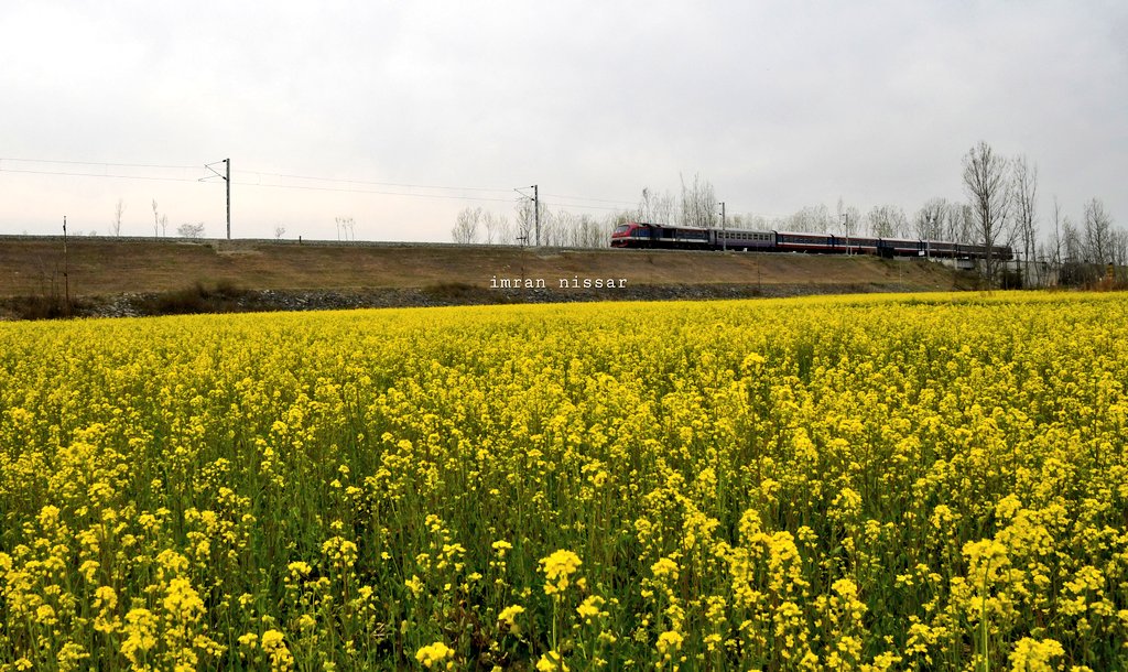 A magnificent view of a train passing through Kashmir's mustard fields in full bloom
