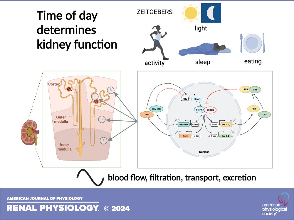 🎞️First Author Highlight Article🎞️ Current perspective on circadian function of the #kidney Jazmine I. Benjamin, and David M. Pollock ow.ly/WxmN50QXTeI #IntermittentFasting @davidpollock929 @J_I_Benjamin @UAB_NRTC #WomensHistoryMonth