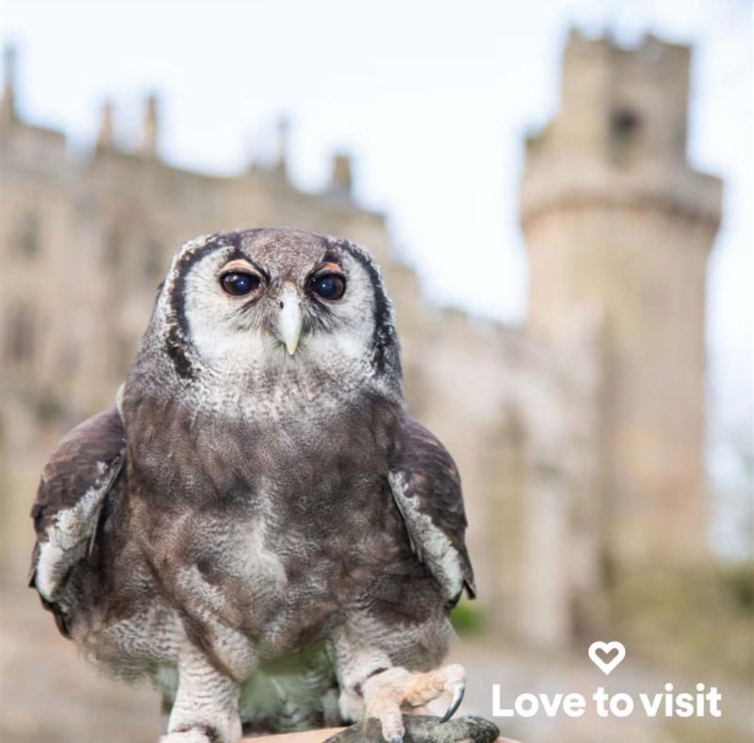 Bid farewell to Ernie the owl as he retires after 30 years at Warwick Castle! Ernie known for his big personality and freestyle shows heads to the picturesque Yorkshire Dales for a well-deserved rest. Warwick Castle Tickets - Save Up To £17 Per Ticket! (lovetovisit.com)