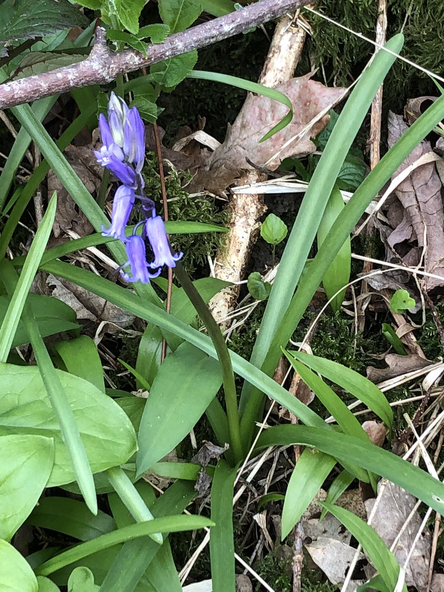 1st bluebell of the year in March, in Yorkshire! @YorksWildlife Howsham wood, near Malton.