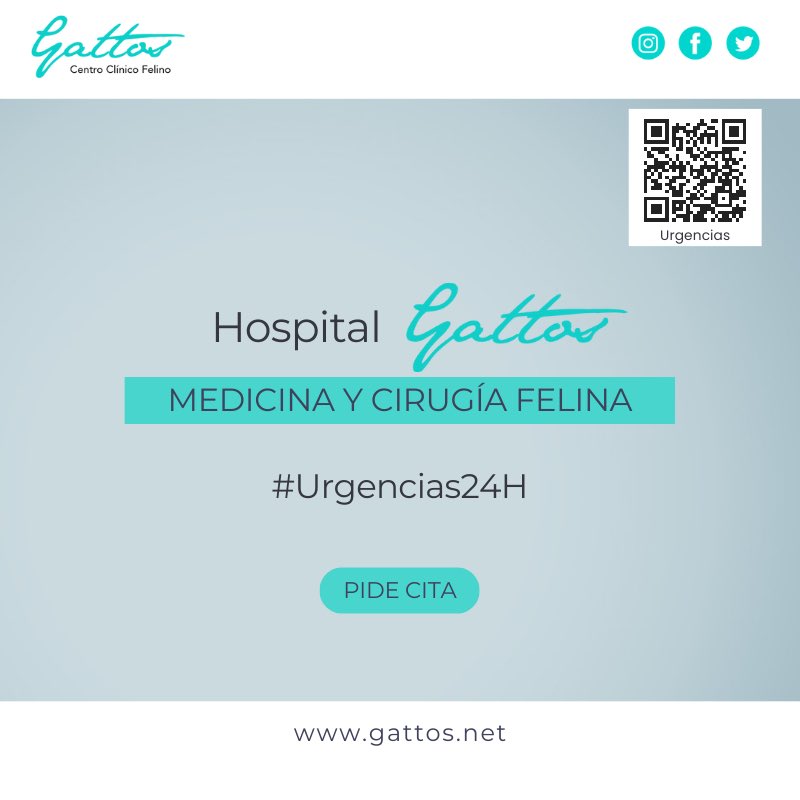 ¿Qué se ve en estas radiografías?
¡Una aguja! 🫣

¿Cómo ha podido llegar ahí? 🧶❤️🐈‍⬛
A los gatos les gusta jugar con los hilos y si los tragan, no pueden evitar que la aguja enhebrada vaya detrás. 

Si sospechas que tu gato ha podido ingerir un cuerpo extraño, acude a #urgencias.