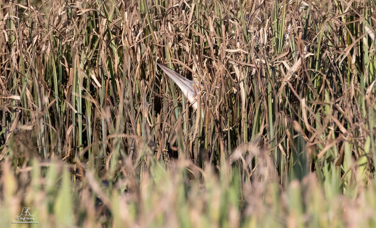 Peek-a-Boo(m)... Having found a Eurasian Bittern here at Hillwell, Shetland 10 days ago, amazed to see it back at the loch this afternoon where it gave nice views. Just over 20 records of this species in Shetland. Here's one of it playing hide and seek, 'skypointing'.