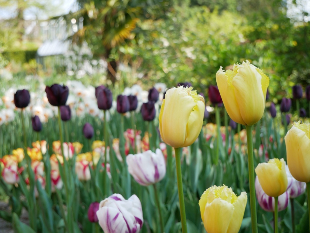 Deze zaterdag gaat de Museumweek van start! Van 30 maart t/m 5 april kun je je Museumkaart uitlenen aan iemand anders. Heb jij een Museumkaart? Leen hem dan uit aan iemand waarvan jij vindt dat die de lente in de Hortus moet komen ruiken. Meer info: museum.nl/nl/museumweek