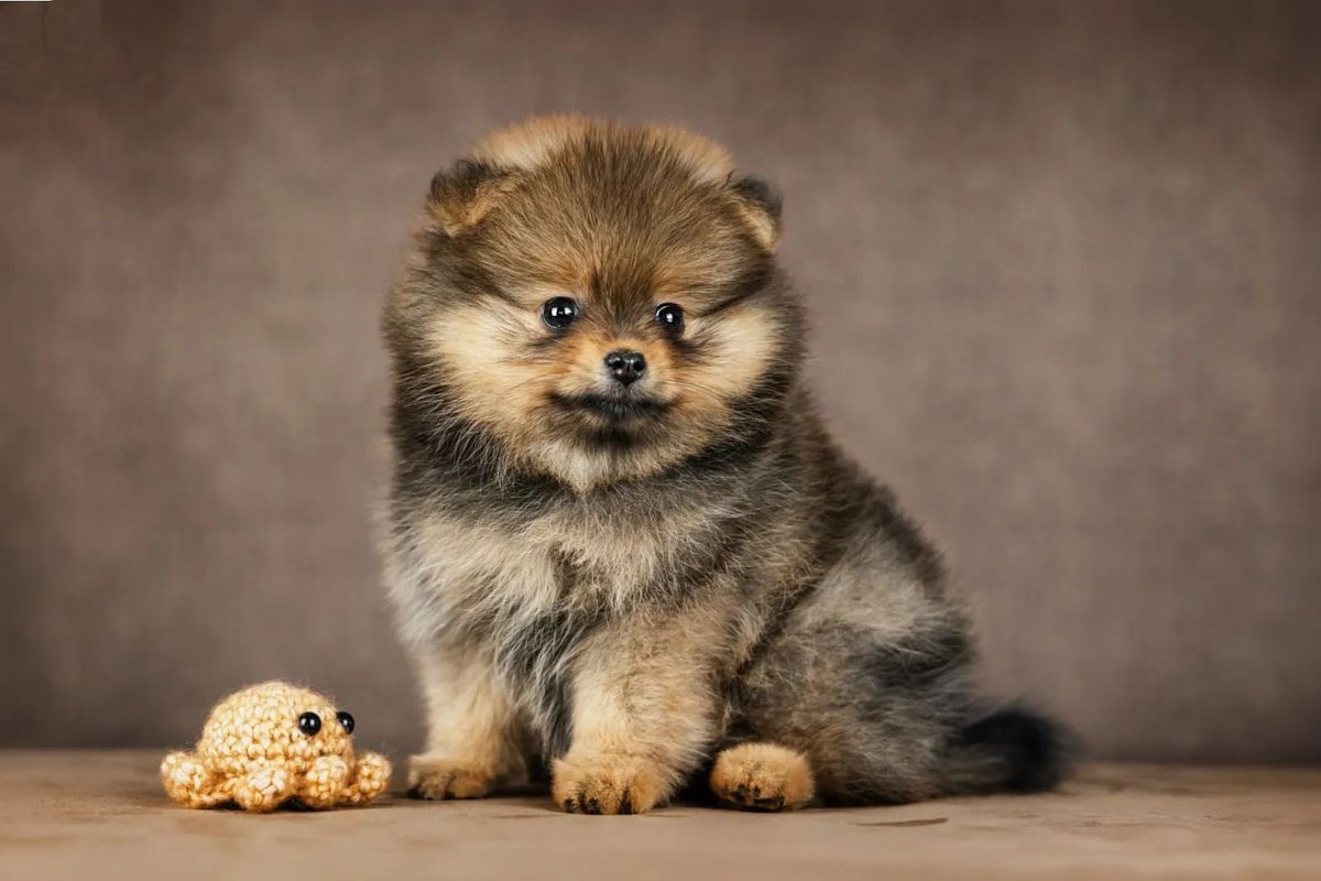 pomqueens's tweet photo. 🟣Dit is Valencia. Een slim,actief en aanhankelijk vrouwtje.
-
-
-
#pomeranian #pomeriaan #pom #puppy #puppylove #cutedogs  #puppyoftheday #pic #picoftheday #walk #fun #fyp #sunday #photoshoot #love #puppy #puppies #puppyoftheday #pomeranians #pomeranianpuppy #pomeranianworld https://t.co/C25QBt3mUW