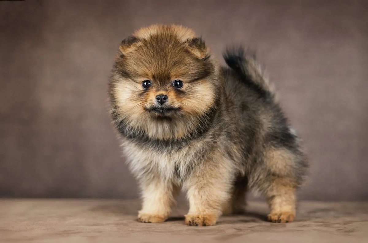 pomqueens's tweet photo. 🟣Dit is Valencia. Een slim,actief en aanhankelijk vrouwtje.
-
-
-
#pomeranian #pomeriaan #pom #puppy #puppylove #cutedogs  #puppyoftheday #pic #picoftheday #walk #fun #fyp #sunday #photoshoot #love #puppy #puppies #puppyoftheday #pomeranians #pomeranianpuppy #pomeranianworld https://t.co/C25QBt3mUW
