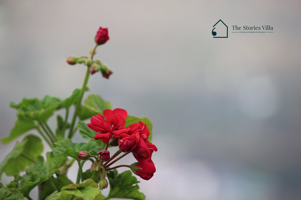 StoriesVilla's tweet photo. Pelargonium × hortorum, known as zonal or garden geranium, is a hybrid ornamental plant derived from Pelargonium zonale and Pelargonium inquinans. 

#Uttarakhand #FLOWER #FLOWERFLOWER #flowerphotography #FlowersOfTwitter #photography #travelphotography #NaturePhotography #NatureBeautiful #NatureBeauty #naturelovers