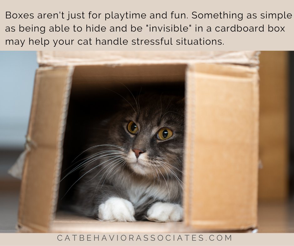 Hiding places are very valuable to cats and are important for coping with fear and stress. Something as simple as a box can lower your cat's stress level.