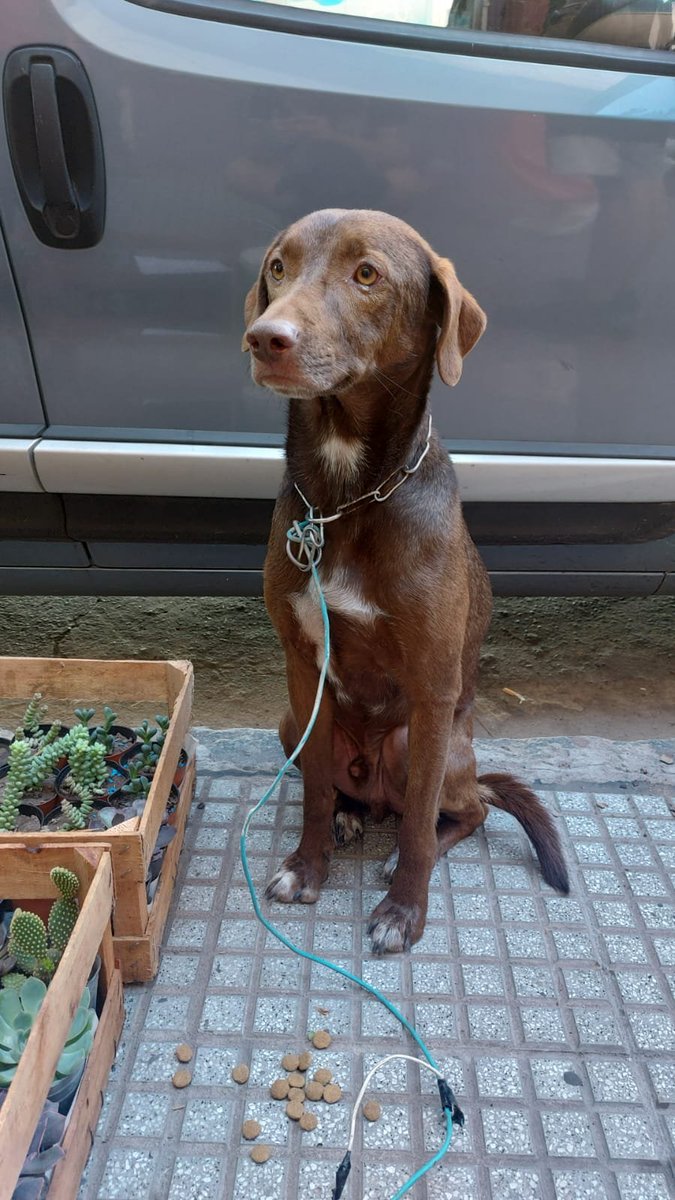 payitoweb's tweet photo. Hola, este perrito está perdido en Belgrano R, lo tienen en la florería de Olazábal 2423. Si alguien sabe de quién puede ser o difundir lo agradecería. https://t.co/GVIT2QQsw5