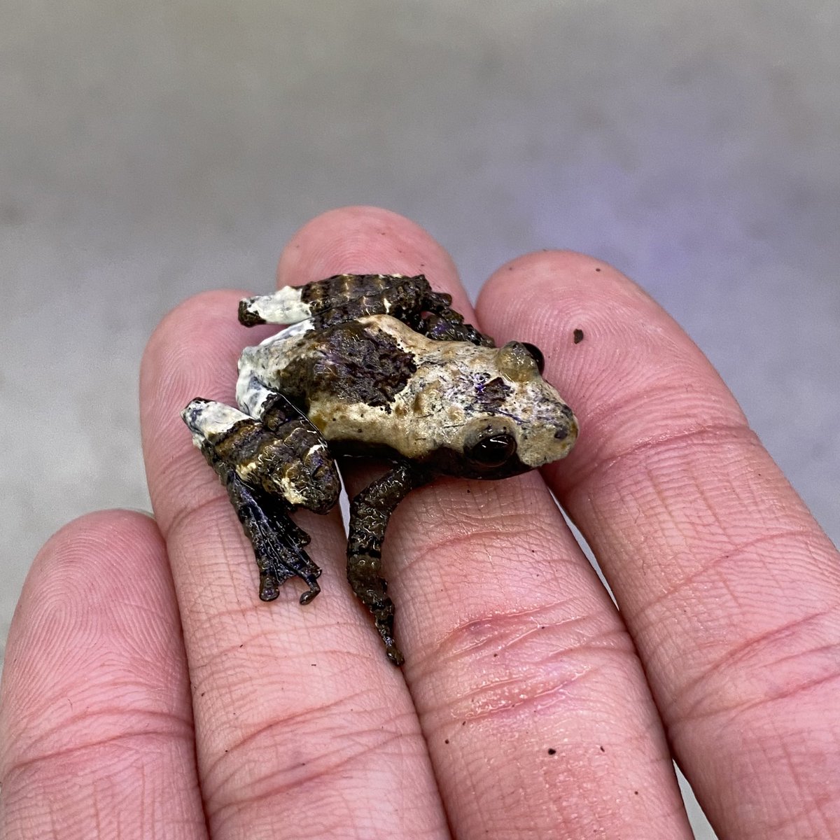 かえるたいちょう 016)《二十本指のカエル/Twenty-Toed Toad》[BLC] 青R | 日本