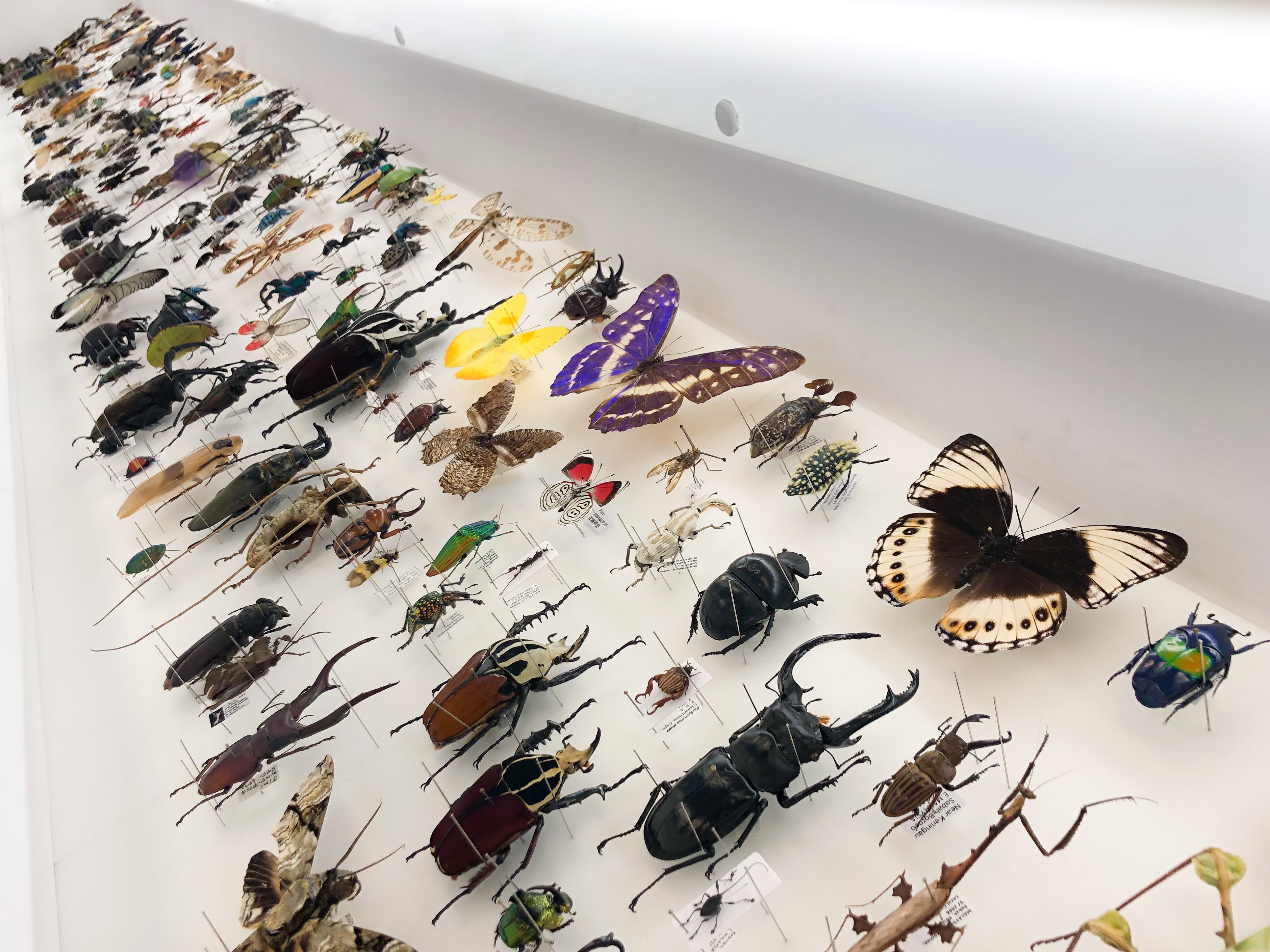 KYNE FUKUOKA 図鑑 ［新品未開封品］ カタログ詳細（落札結果